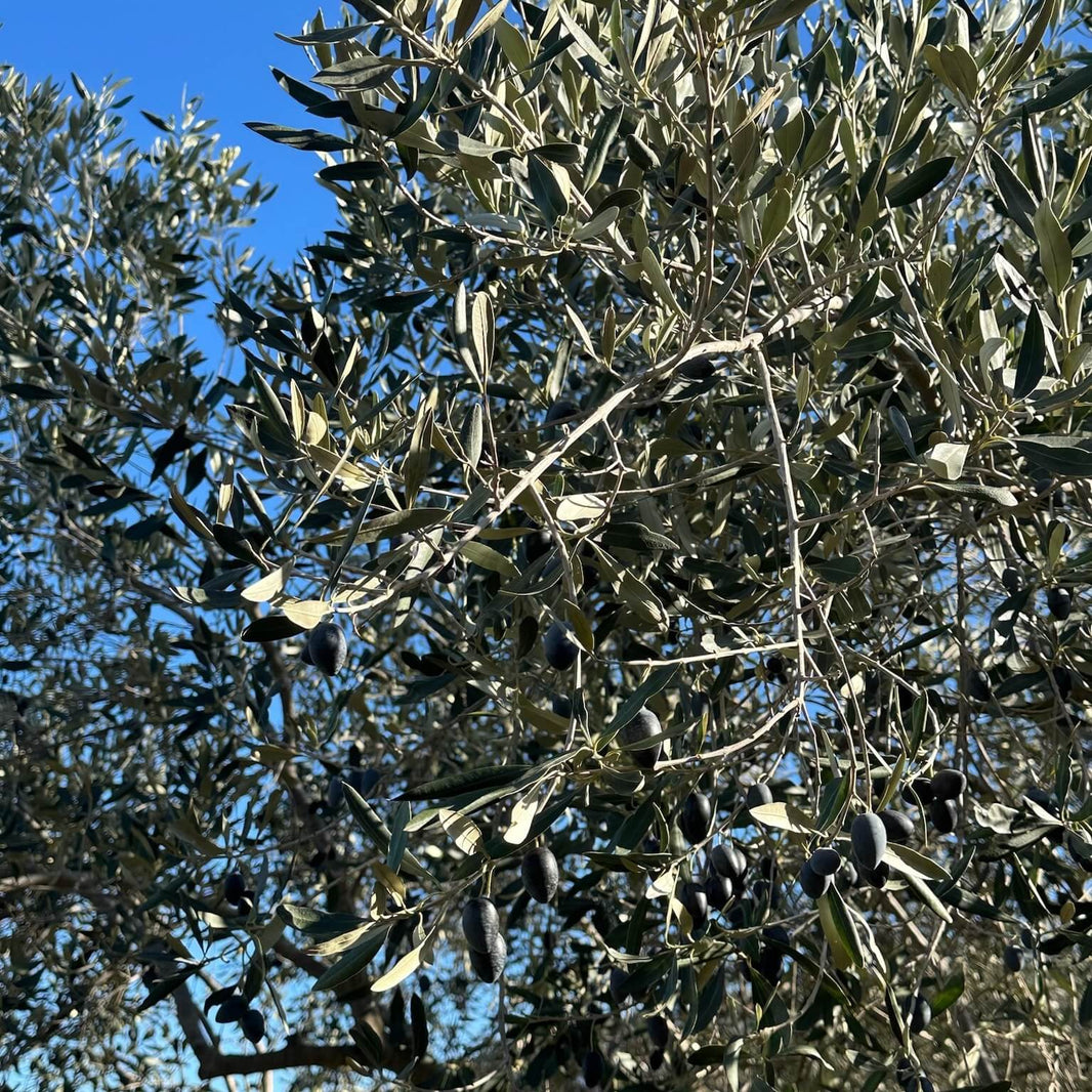 Olive tree branch with ripe Kalamata olives under the Greek sun — part of Degleri’s family olive groves producing premium extra virgin olive oil.