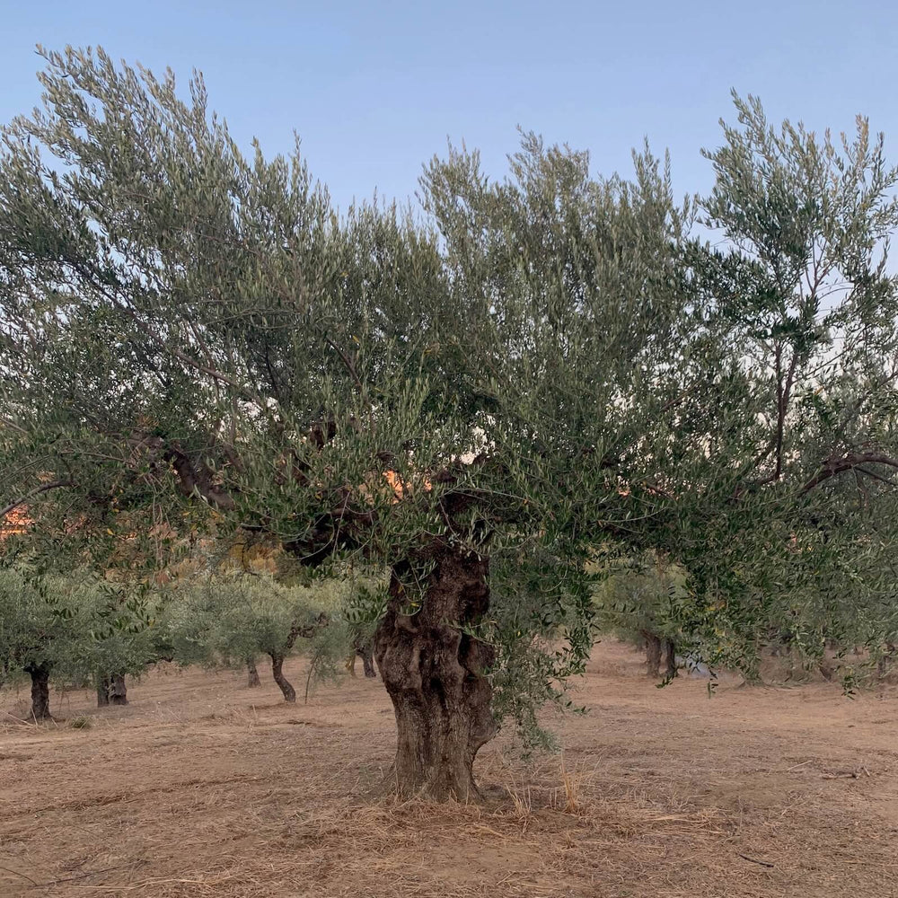 Ancient olive tree in the Degleri family groves of Greece — symbolizing generations of tradition and the roots behind Degleri Premium Extra Virgin Olive Oil.
