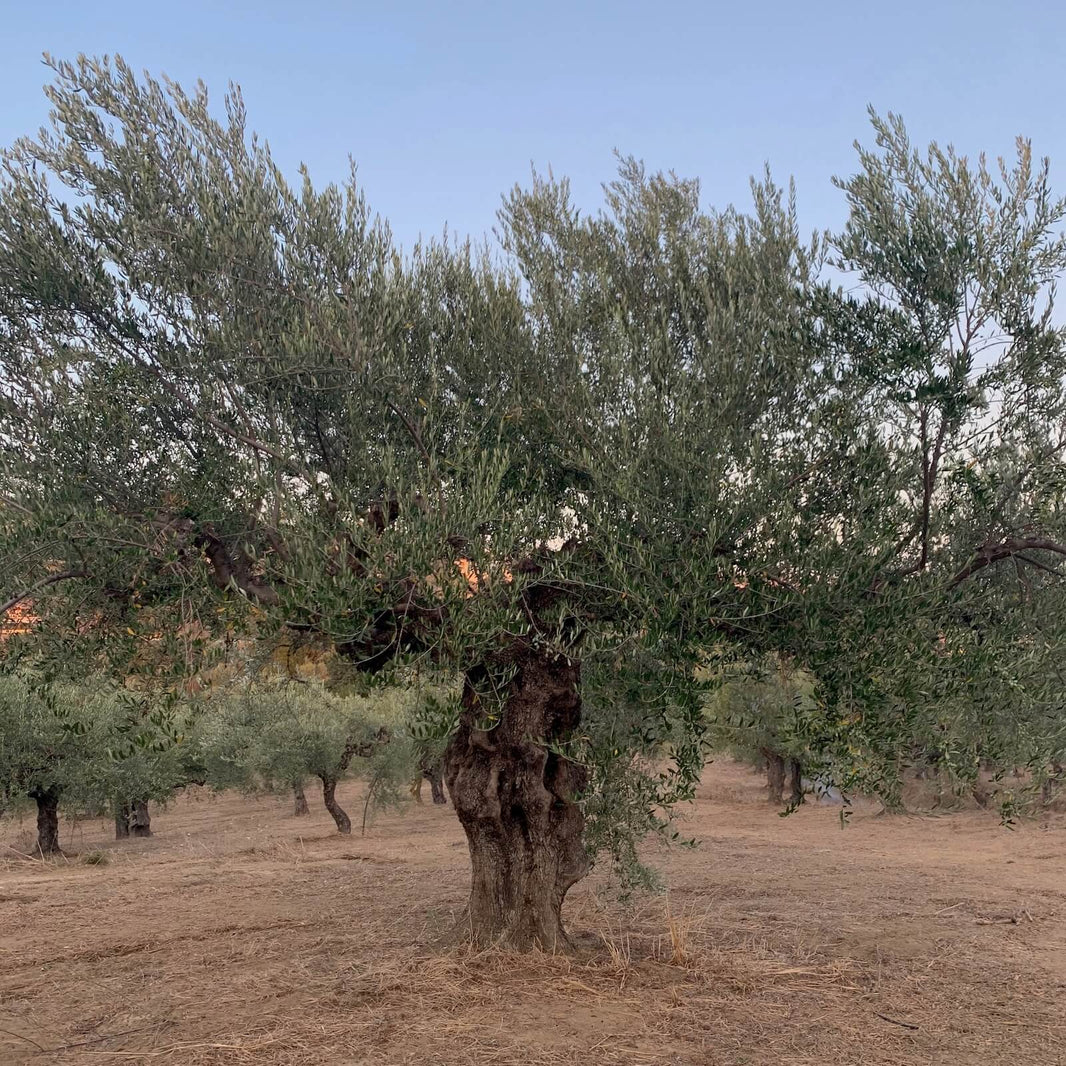Ancient olive tree in the Degleri family groves of Greece — symbolizing generations of tradition and the roots behind Degleri Premium Extra Virgin Olive Oil.
