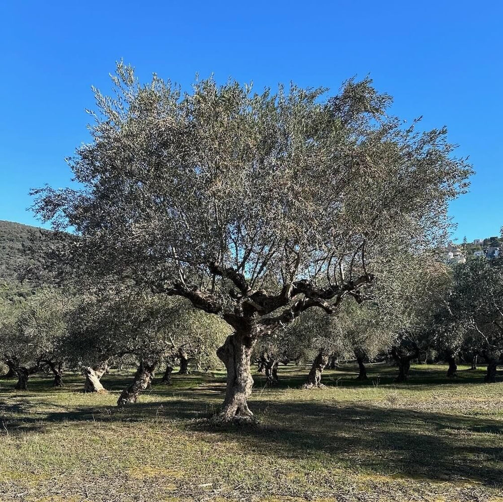 Ancient olive tree among the Degleri Olive Groves in Greece.
