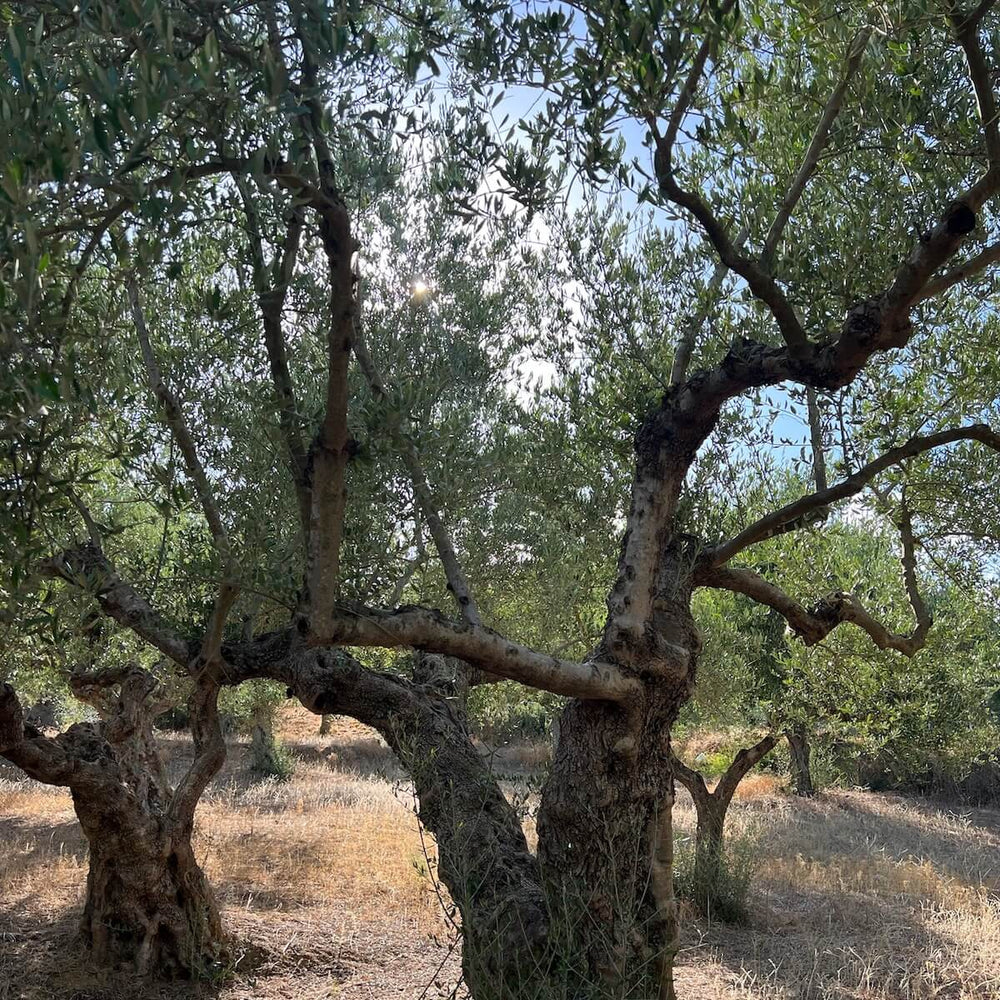Sunlight filtering through the branches of ancient olive trees in the Degleri family groves — capturing the warmth, history, and natural beauty behind our authentic Greek olive oil.