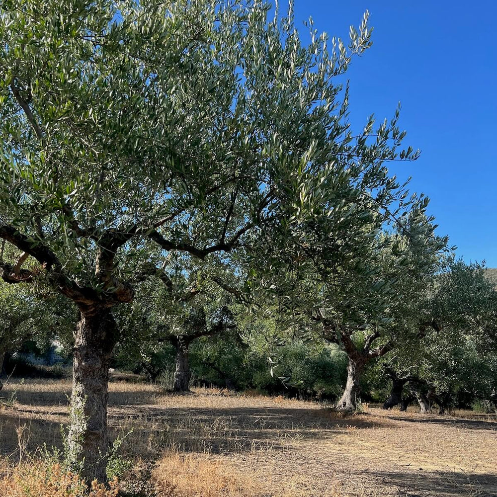 Rows of mature olive trees under the bright Greek sun, standing on dry golden soil — part of the Degleri family groves where our premium extra virgin olive oil is cultivated.