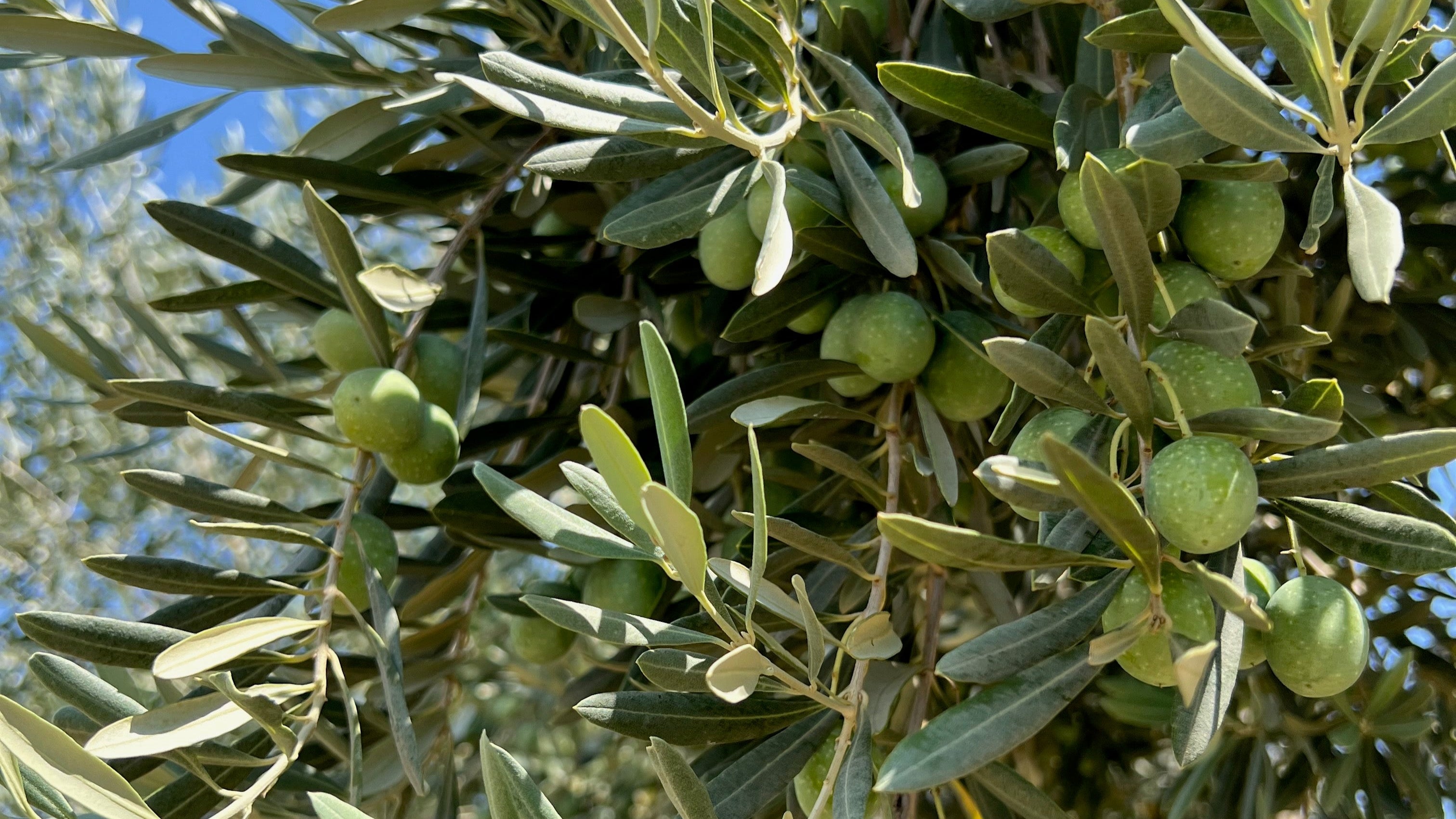 Fresh green olives on tree branch in Degleri olive groves in Greece, source of Degleri Premium Extra Virgin Olive Oil