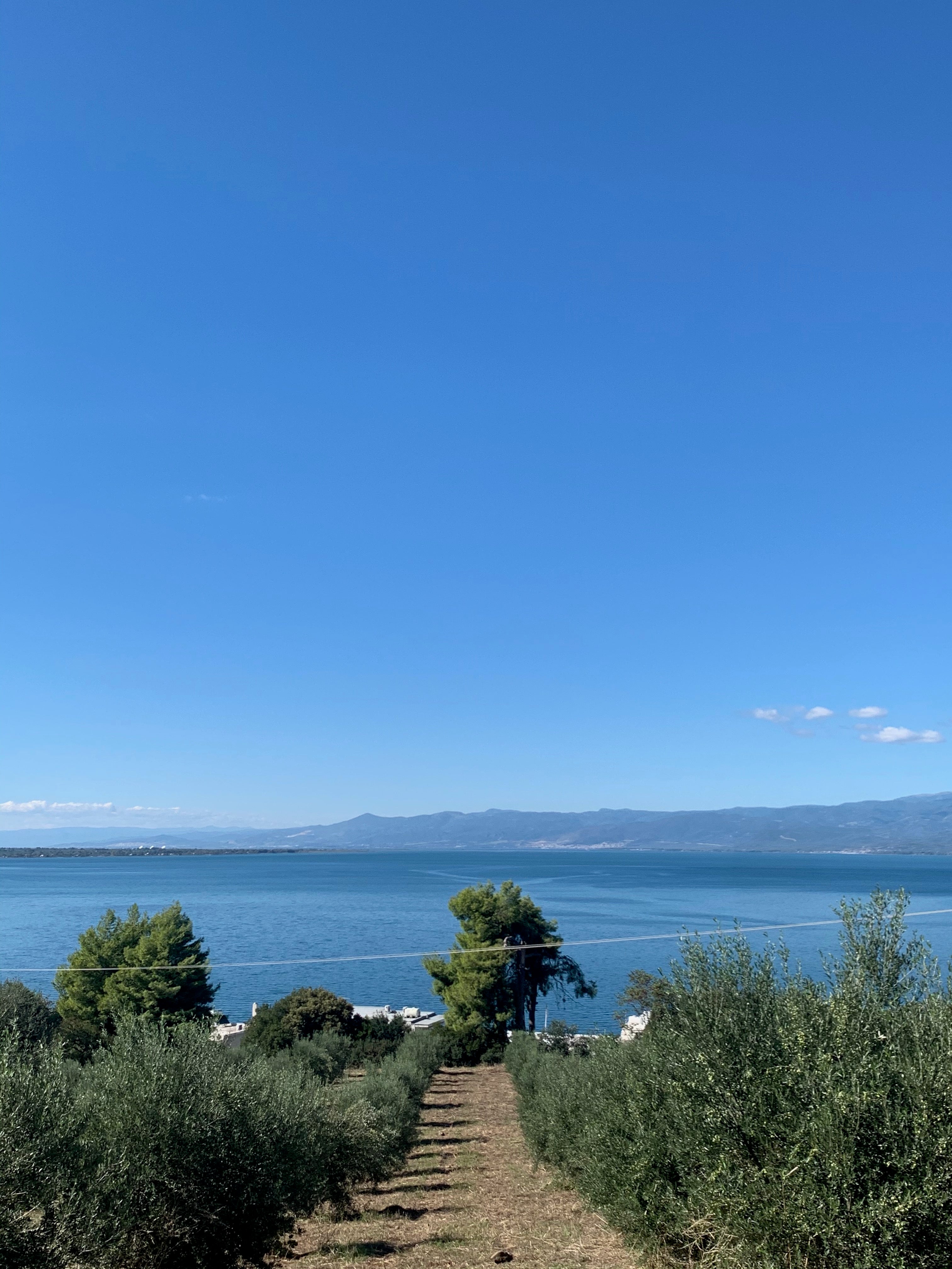 Degleri Olive grove overlooking the sea in Greece, part of Degleri's family-owned estate producing premium extra virgin olive oil