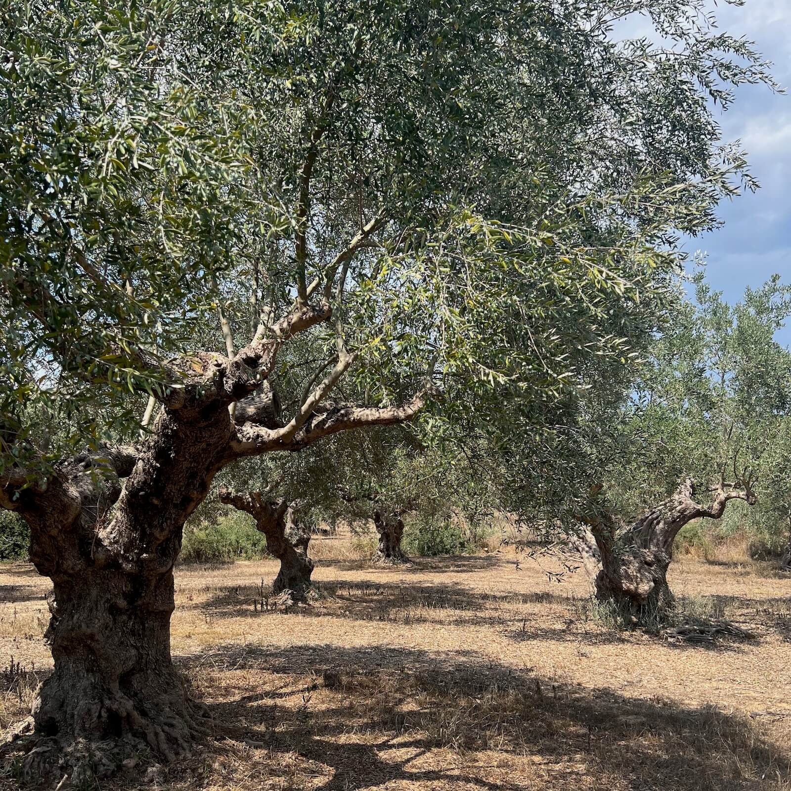 Centuries-old olive trees in the Degleri olive groves of Greece, where tradition, family care, and Mediterranean sunlight create our premium extra virgin olive oil.