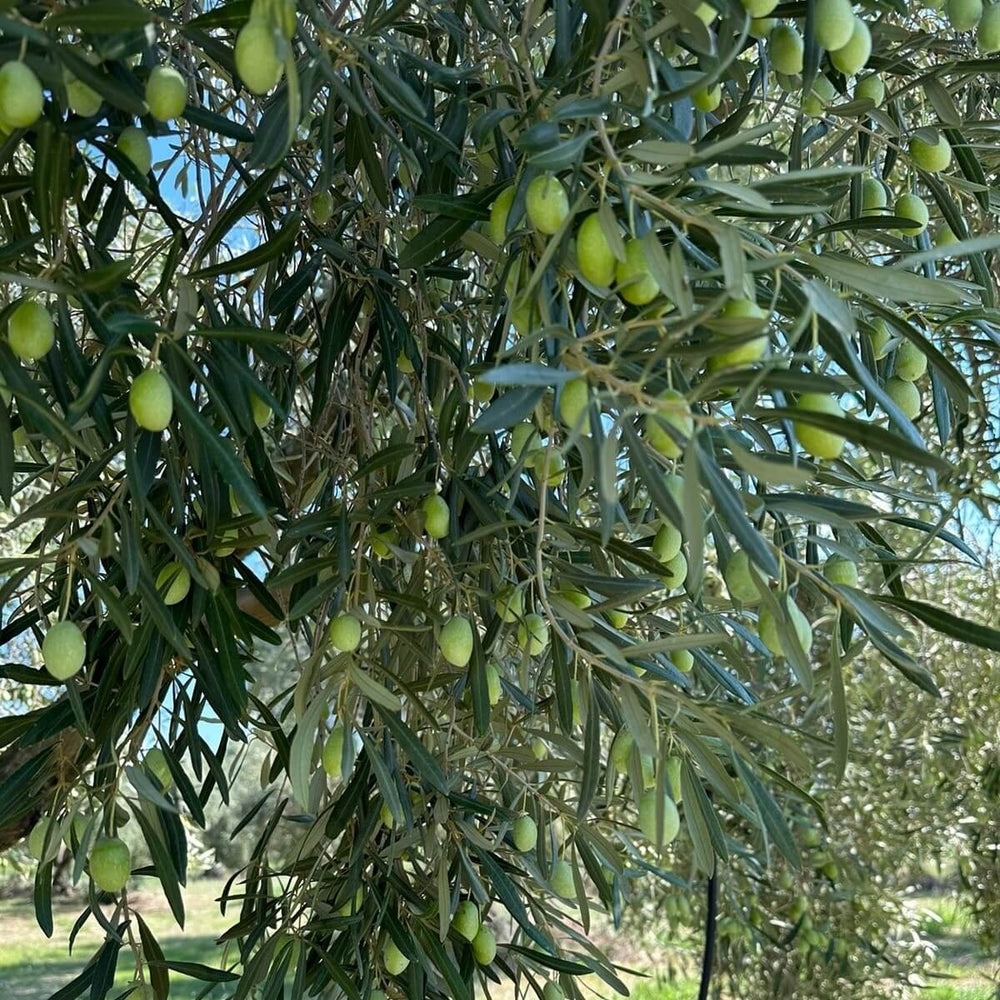Close-up of olive branches filled with unripe green olives under the Greek sun — capturing the early harvest stage in the Degleri family groves.