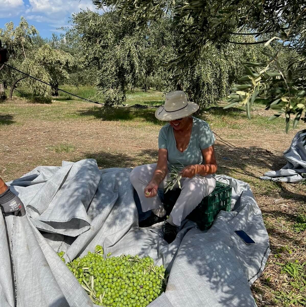 Olive harvest in Degleri family groves in Greece — a woman sorting freshly picked green olives under the shade of olive trees during the annual harvest.