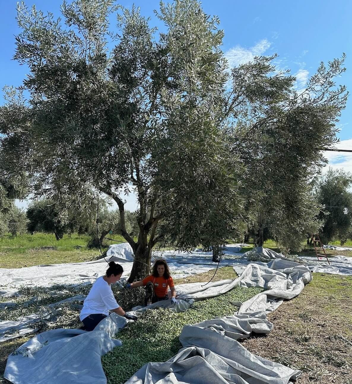 Family harvesting green olives by hand in Degleri olive groves, Fthiotida, Greece — traditional olive harvest for premium extra virgin olive oil.