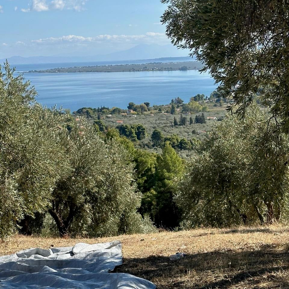 Scenic view of Degleri family olive groves overlooking the sea in Greece during harvest season to produce extra virgin olive oil.