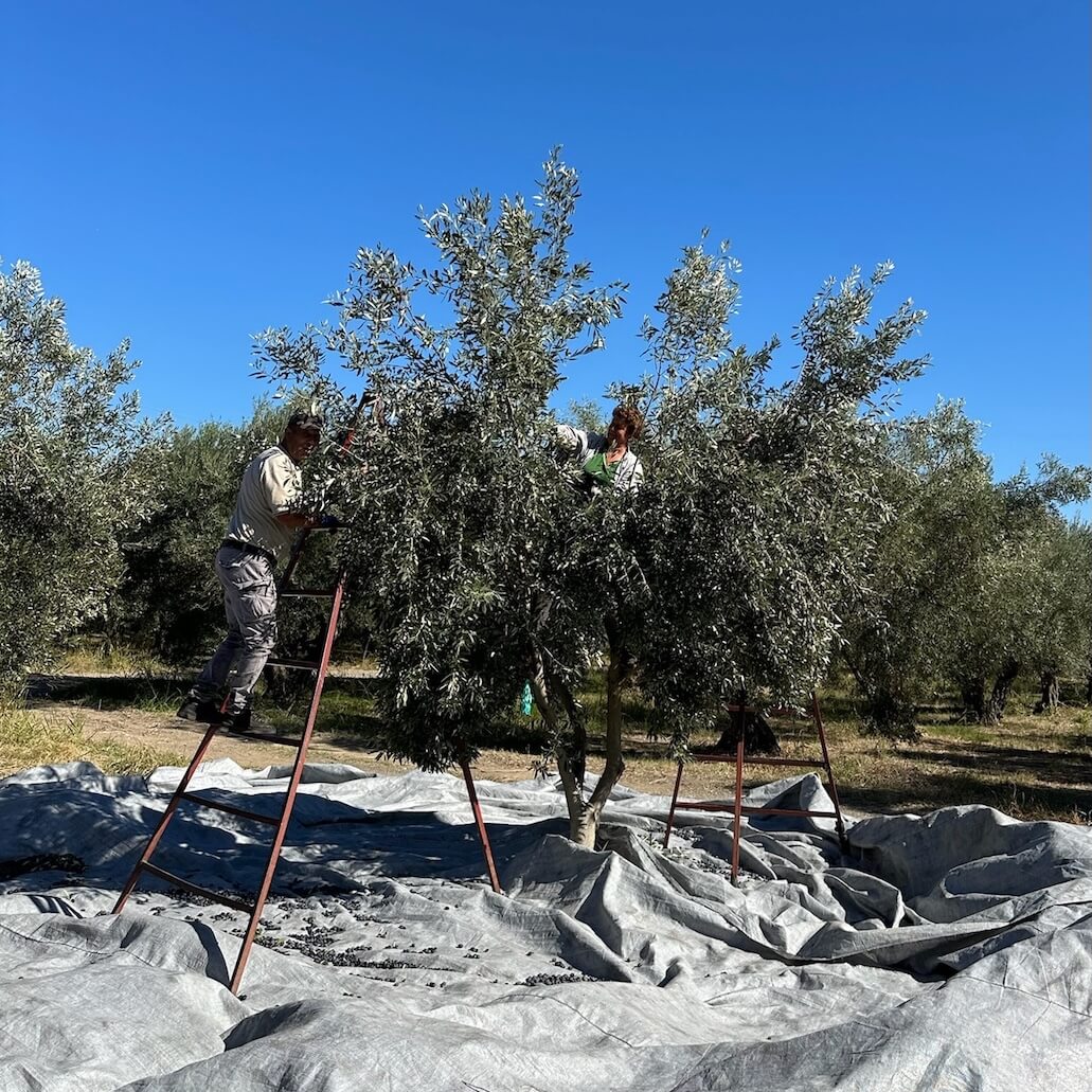 Farmers harvesting olives by hand from Degleri olive trees in Fthiotida, Greece — traditional olive harvest producing premium extra virgin olive oil.