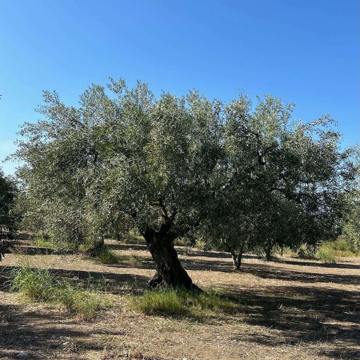 A mature olive tree standing under the bright Greek sun, surrounded by dry soil and scattered grass — part of the Degleri family olive groves where our authentic extra virgin olive oil is born.
