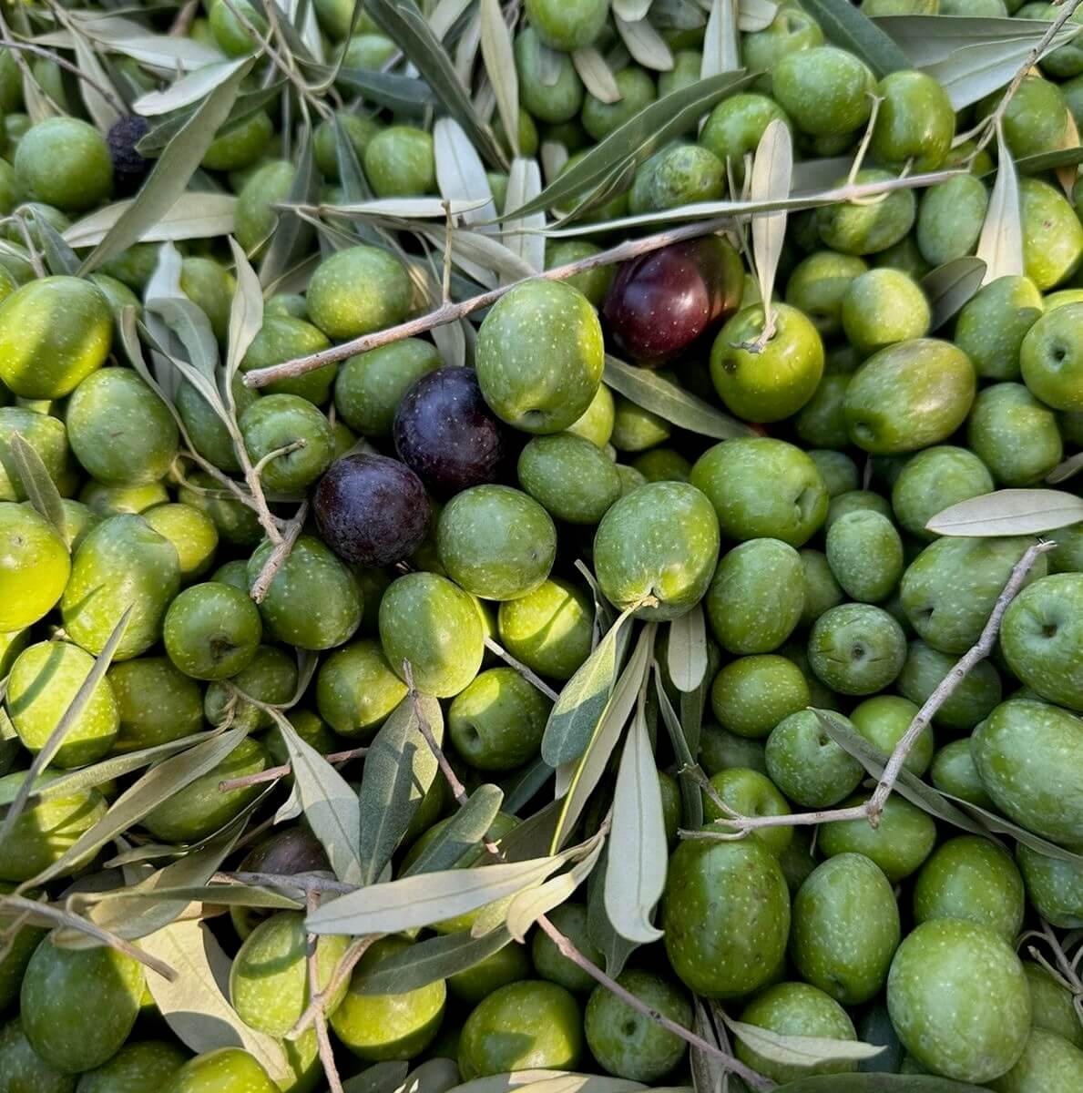 Freshly harvested green olives with leaves and branches — showcasing the natural fruit from the Degleri family groves used to produce our premium extra virgin olive oil.