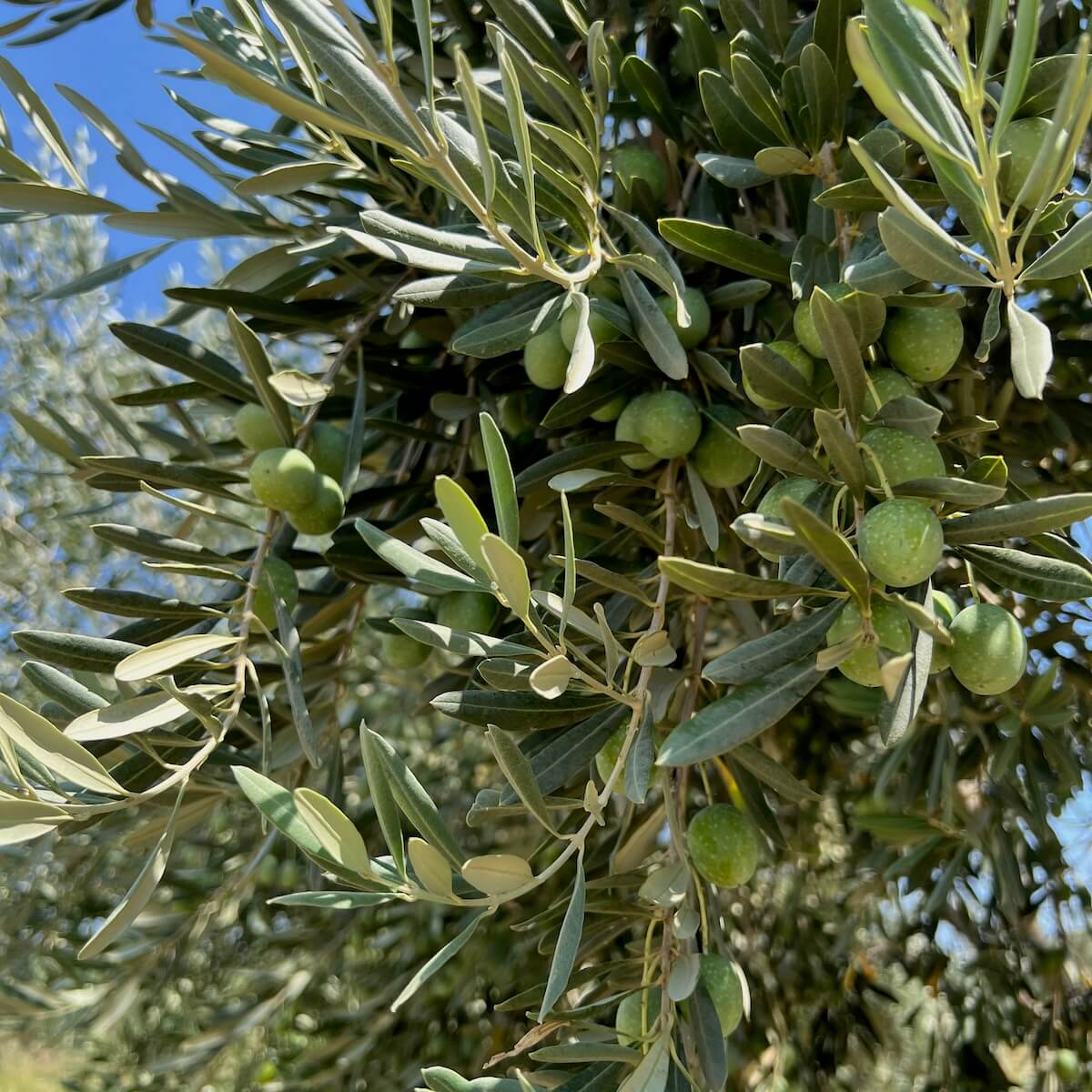 Close-up of a sunlit olive branch filled with green olives and vibrant leaves — capturing the natural beauty and freshness of the Degleri family olive groves in Greece.