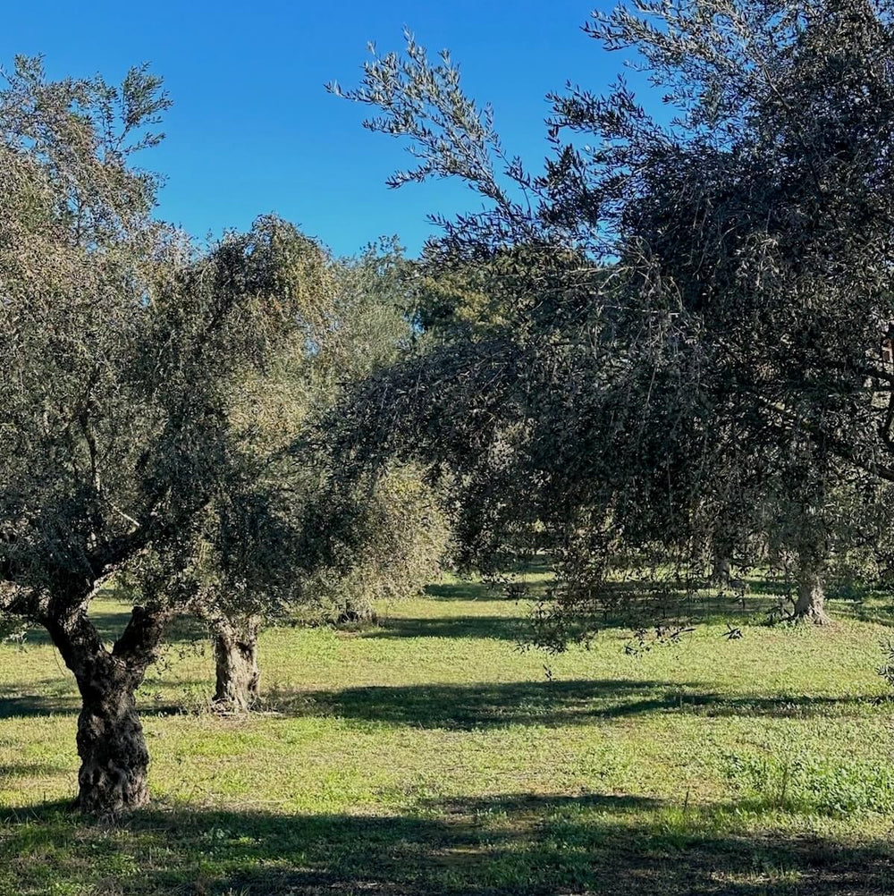 Olive trees in a sunny Greek grove with lush green grass and clear blue sky — part of the Degleri family olive groves where our premium extra virgin olive oil begins.