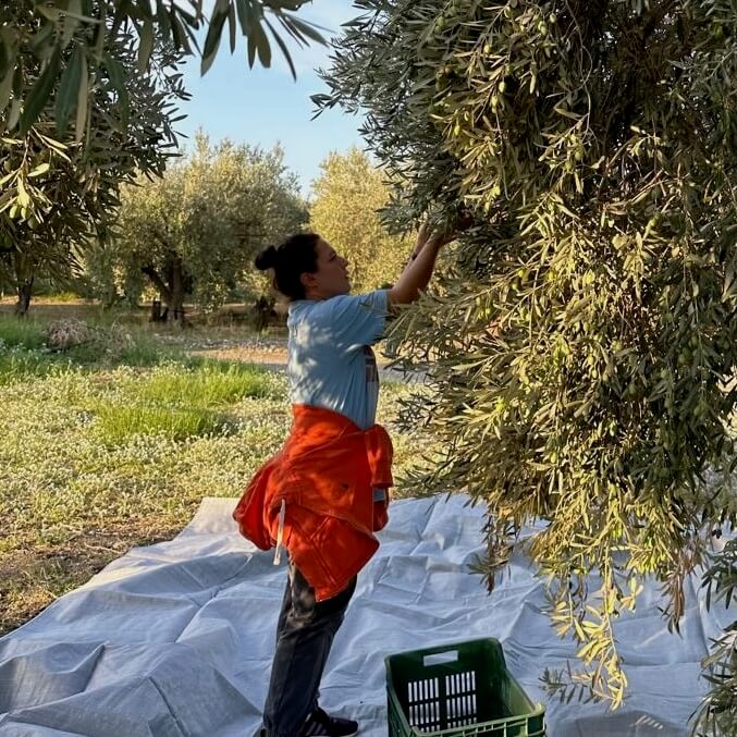Person harvesting olives by hand from a tree in the Degleri family olive groves, with a crate and nets laid beneath — capturing the care and tradition behind our premium extra virgin olive oil.