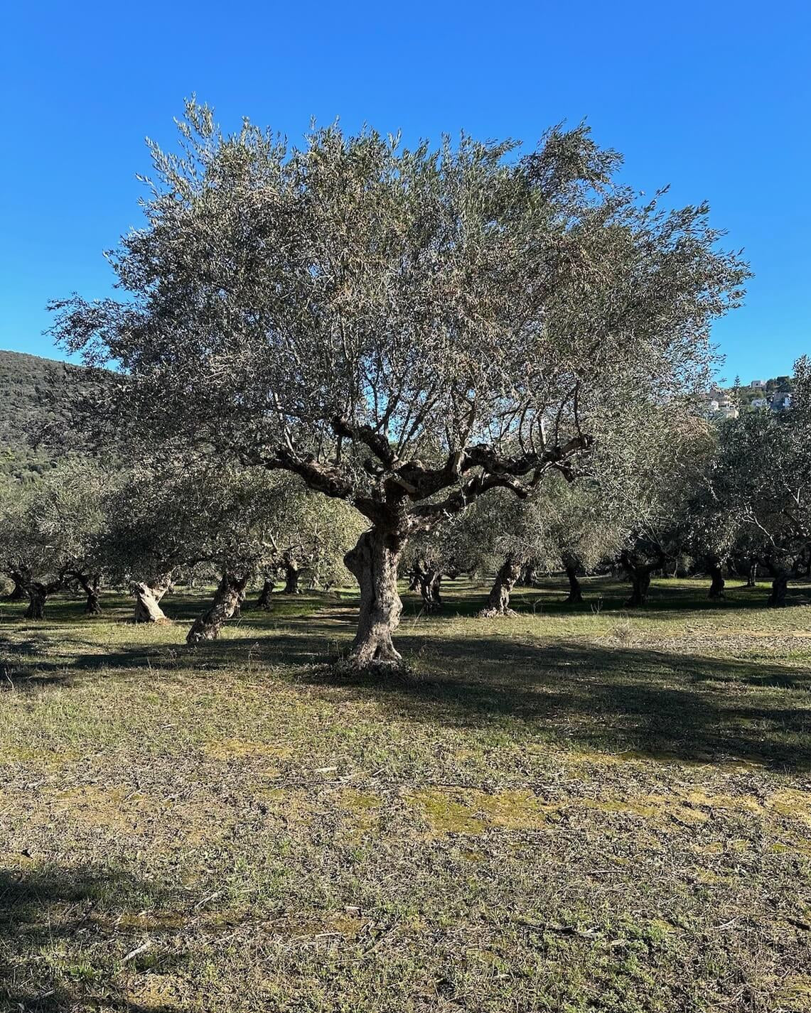 Degleri family olive groves in Fthiotida, Greece — ancient olive trees under the Mediterranean sun producing premium extra virgin olive oil.