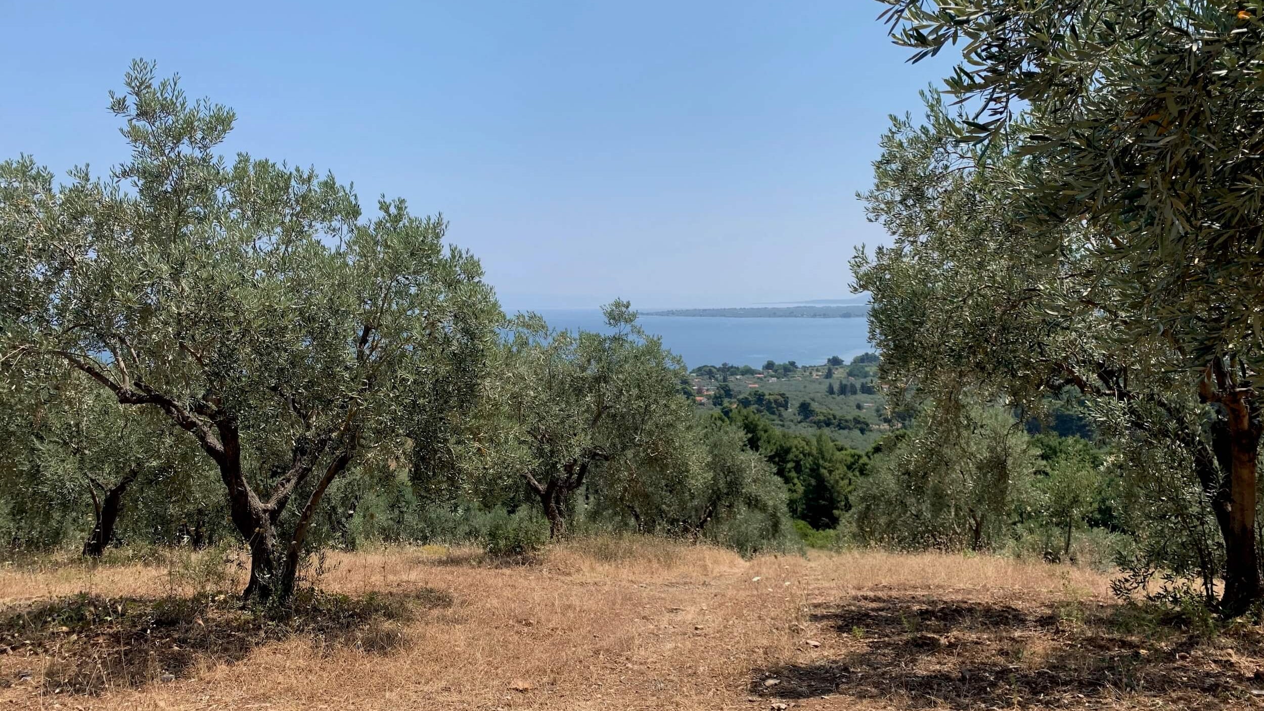 Degleri family olive groves overlooking the Aegean Sea in Greece, source of premium extra virgin olive oil.