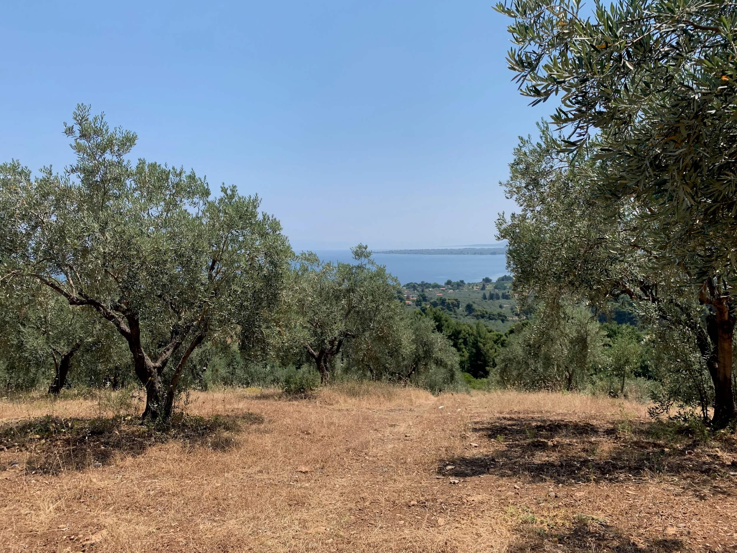 hero_image_olive_groves_view.jpeg