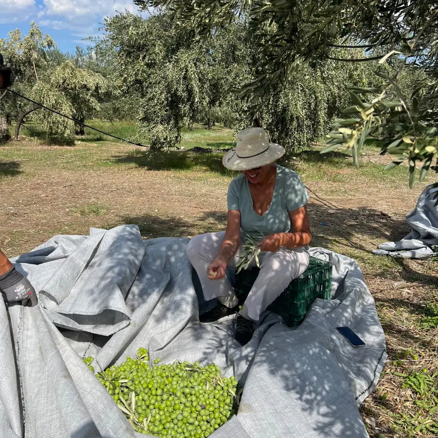 Olive harvest in Degleri family groves in Greece — a woman sorting freshly picked green olives under the shade of olive trees during the annual harvest.