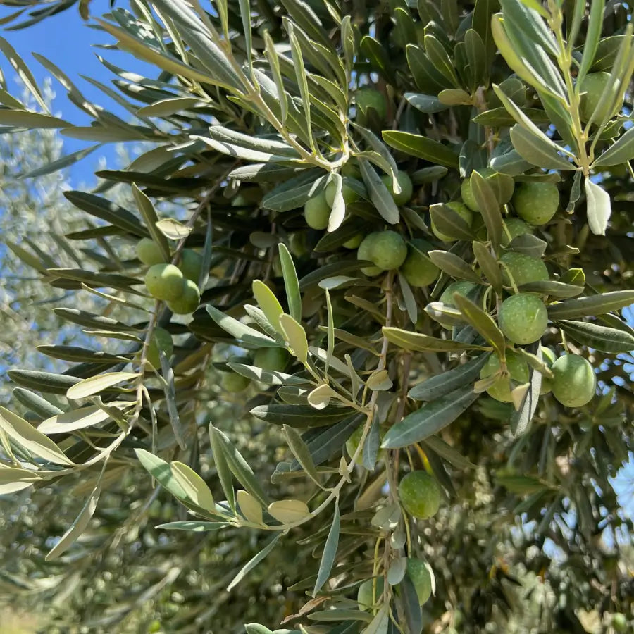Close-up of a sunlit olive branch filled with green olives and vibrant leaves — capturing the natural beauty and freshness of the Degleri family olive groves in Greece.