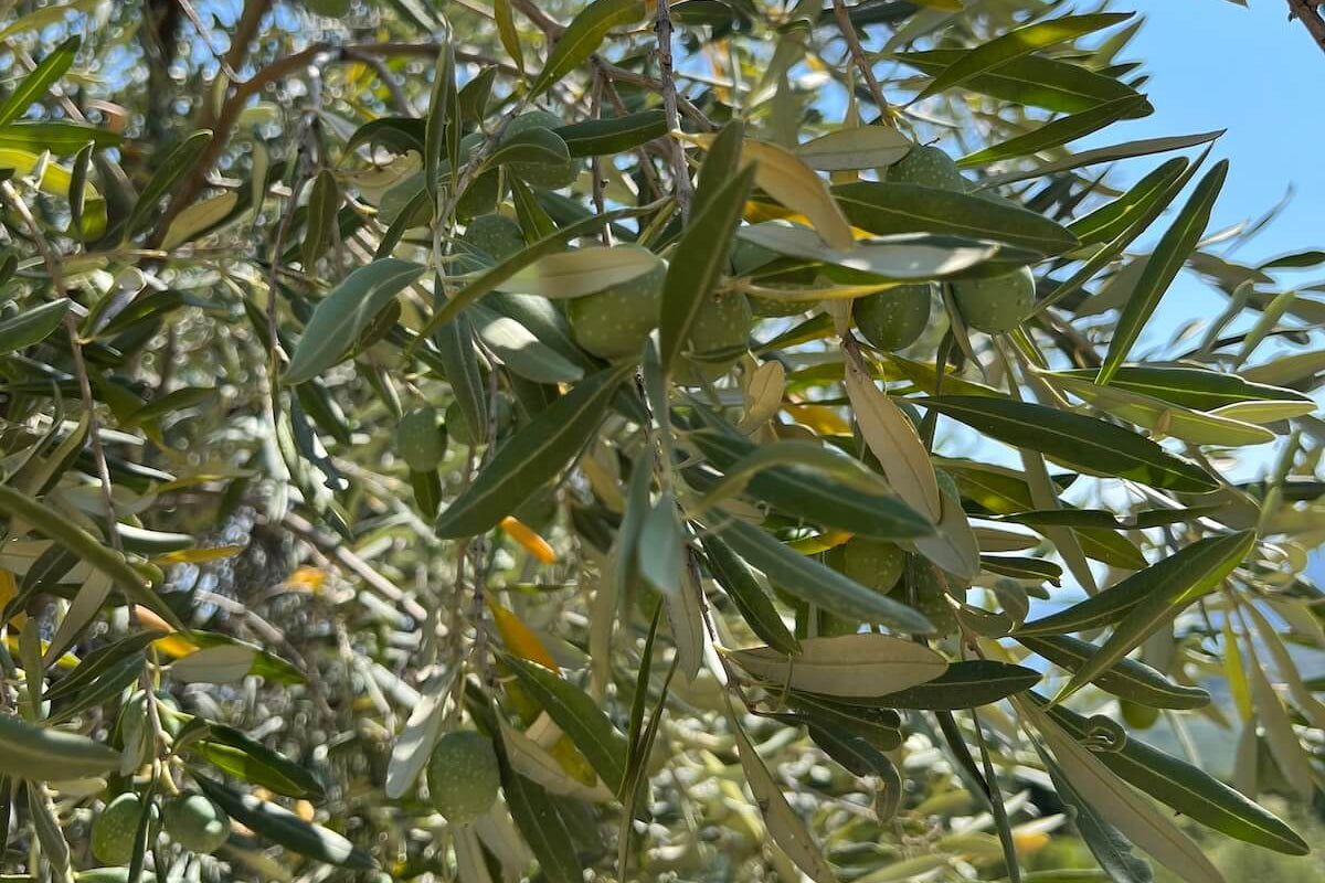 Close-up of green olives and leaves on Degleri olive trees in Greece, symbolizing freshness and premium extra virgin olive oil.