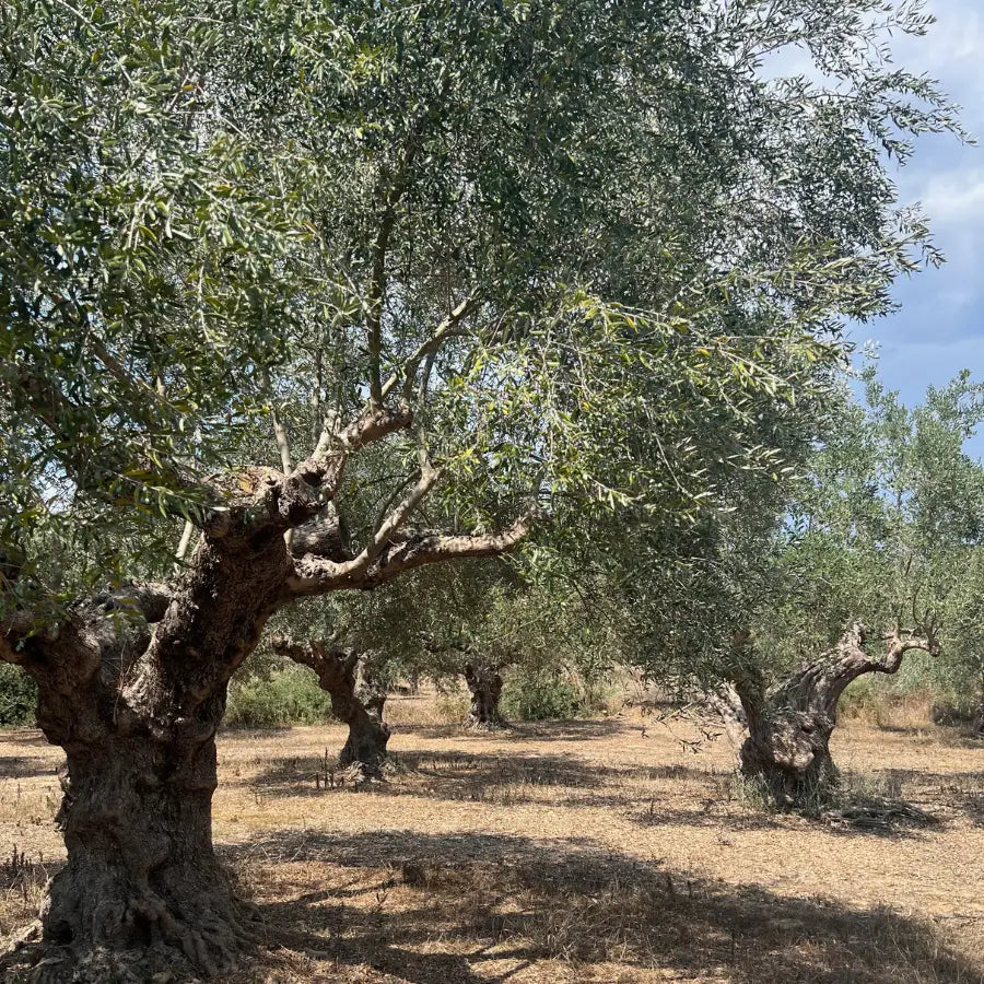 Centuries-old olive trees in the Degleri olive groves of Greece, where tradition, family care, and Mediterranean sunlight create our premium extra virgin olive oil.